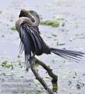 Anhinga_melanogaster_fe1519