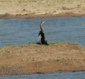 Anhinga_rufa_ad0806