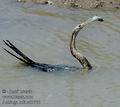 Anhinga_rufa_ad1776