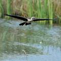 Anhinga_rufa_bb4079