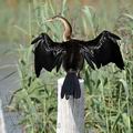 Anhinga_rufa_bb4088