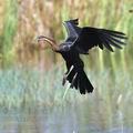 Anhinga_rufa_bb4110