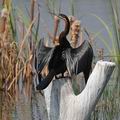 Anhinga_rufa_bb4159