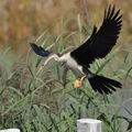 Anhinga_rufa_bb4203