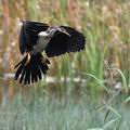 Anhinga_rufa_bb4240