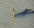 Anhinga_rufa_db4927