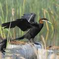 Anhinga_rufa_ee0003