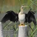 Anhinga_rufa_ee0137