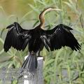 Anhinga_rufa_ee0144