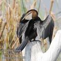 Anhinga_rufa_ee0188