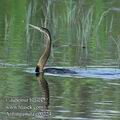 Anhinga_rufa_ee0224