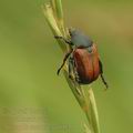 Anisoplia_austriaca_af0941