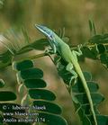 Anolis_allisoni