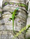 Anolis_allisoni_md0731