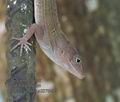 Anolis_cybotes_p3270489