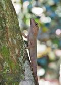 Anolis_cybotes_p3311078
