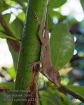 Anolis_cybotes_p3311087