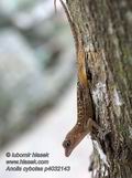 Anolis_cybotes_p4032143