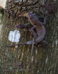 Anolis_cybotes_p4042170