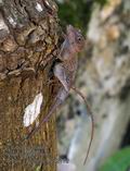 Anolis_cybotes_p4042172