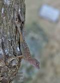 Anolis_cybotes_p4042310