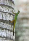 Anolis_distichus_p3280620