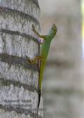 Anolis_distichus_p3280621