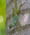 Anolis_distichus_p3280626