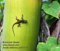 Anolis_distichus_p3311137