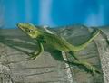 Anolis_equestris