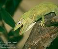 Anolis_equestris