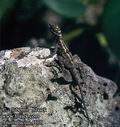 Anolis_lucius