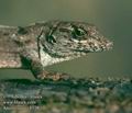 Anolis_sagrei