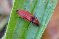Anostirus_purpureus_bj6203