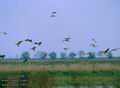 Anser_anser_10010