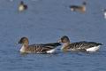 Anser_serrirostris_ca7952