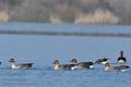 Anser_serrirostris_ca8012