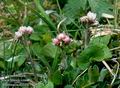 Antennaria_dioica_10703