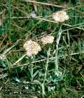 Antennaria_dioica_4636