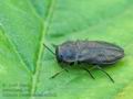 Anthaxia_quadripunctata_hz6852