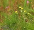 Anthemis_cotula_ab2357