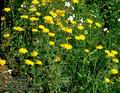 Anthemis_tinctoria_4638