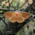 Antheraea_pernyi_am2579