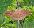 Antheraea_pernyi_bc2466