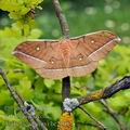 Antheraea_pernyi_bc2501