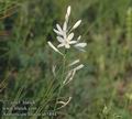 Anthericum_liliago_ab5894