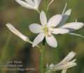 Anthericum_liliago_ab5906