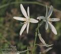 Anthericum_liliago_ab5921