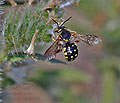 Anthidium_loti_dt1301