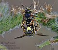 Anthidium_loti_dt1363